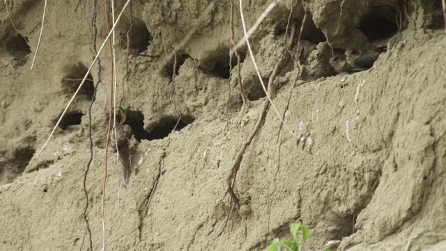 科罗拉多沙马丁殖民地与雏鸟望着和呼叫和成年飞行在堤沙河岸视频素材