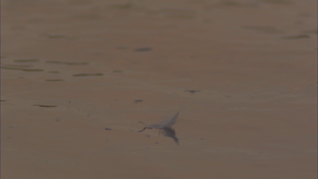 SLO MO CU沙马丁成虫飞到镜头前，捡起漂浮在提沙河面上的羽毛视频素材