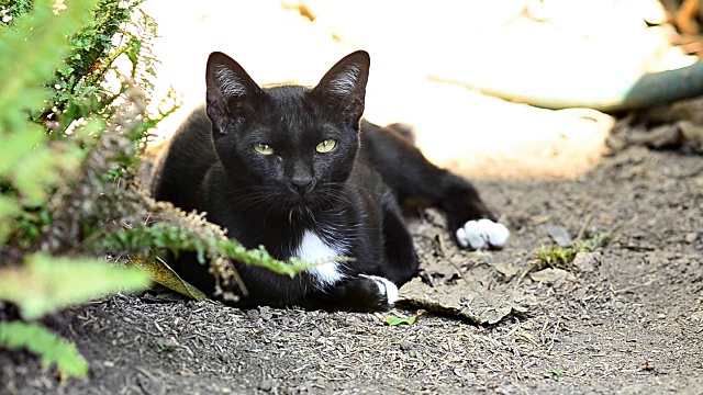 猫视频下载