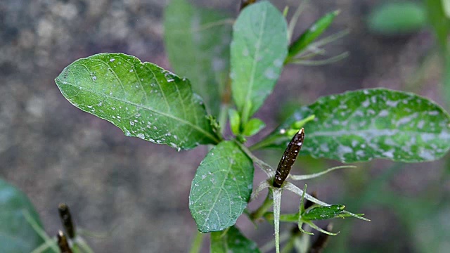 块茎芸香视频下载