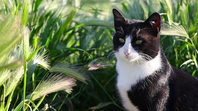 猫环顾四周，然后躺下视频素材