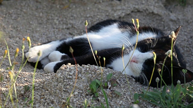 猫打滚和看相机视频素材