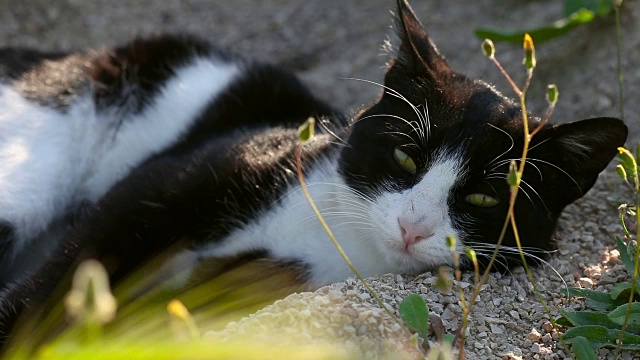 猫放松视频素材