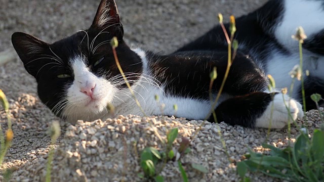 猫放松视频素材