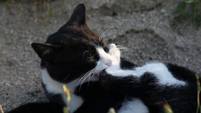 猫用粉红色的舌头清洁自己视频素材