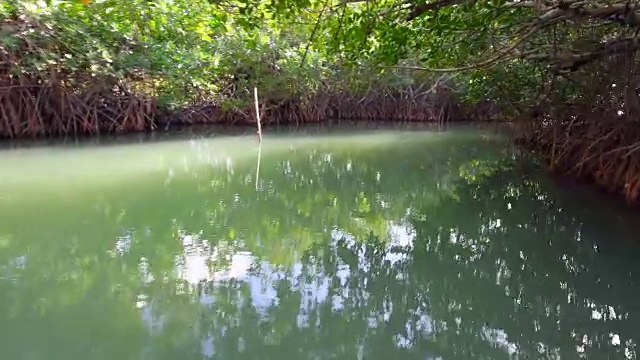 古巴隐藏的美丽:在圣斯皮图斯省南部海岸的红色红树林中划船视频素材