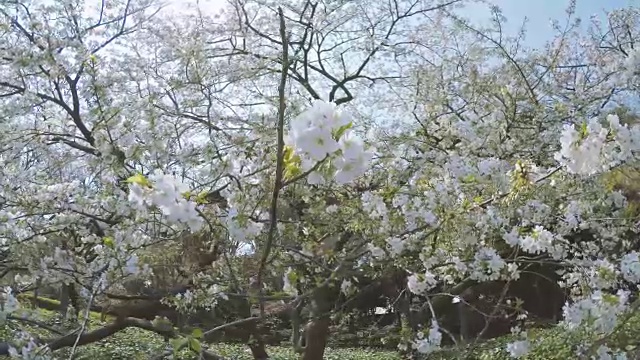 白色的樱花视频素材