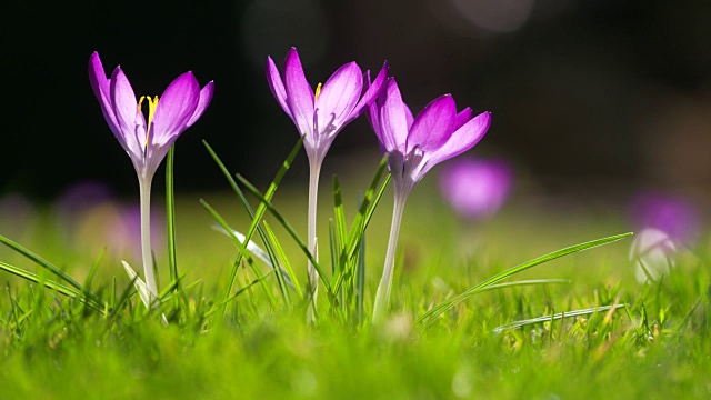 蜜蜂在背光下到达番红花。视频素材