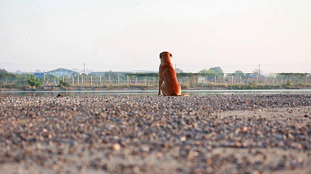 狗视频素材