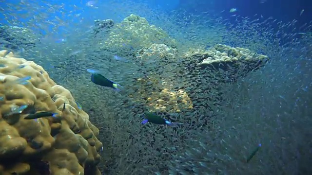 浅滩玻璃鱼又名侏儒清洁工(Parapriacanthus ransonneti)正在被月亮濑鱼(Thalassoma lunare)在珊瑚礁脆弱的生态系统海洋环境。地点是泰国甲米安达曼海哈岛。视频素材