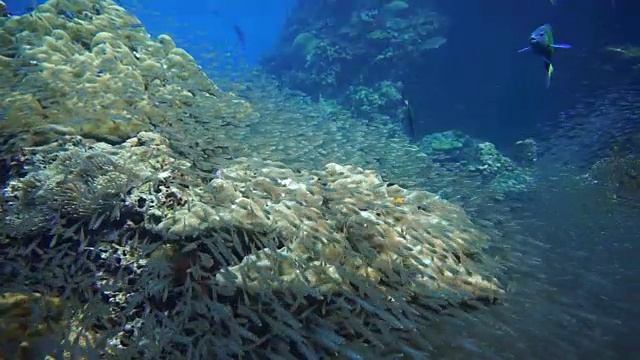 浅滩玻璃鱼又名侏儒清洁工(Parapriacanthus ransonneti)正在被月亮濑鱼(Thalassoma lunare)在珊瑚礁脆弱的生态系统海洋环境。地点是泰国甲米安达曼海哈岛。视频素材