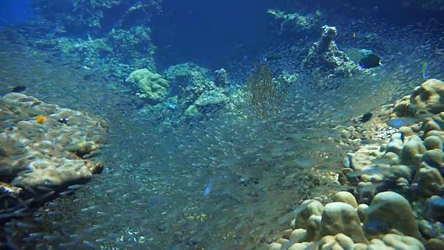 浅滩玻璃鱼又名侏儒清洁工(Parapriacanthus ransonneti)正在被月亮濑鱼(Thalassoma lunare)在珊瑚礁脆弱的生态系统海洋环境。地点是泰国甲米安达曼海哈岛。视频素材