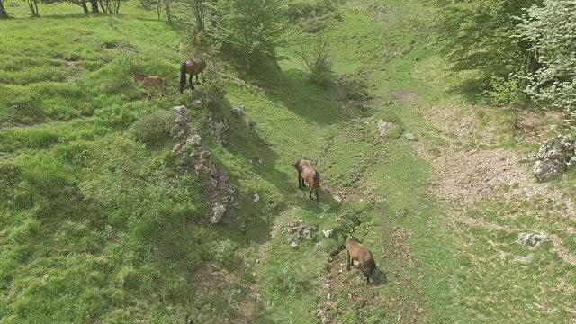 马在山上吃草的鸟瞰图视频素材