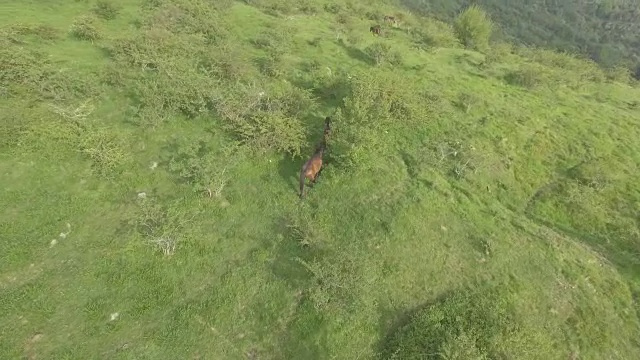 马在山上吃草的鸟瞰图视频素材