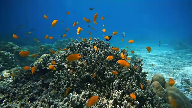 脆弱珊瑚礁生态系统海洋环境中的小热带鱼群。在泰国安达曼海甲米的Koh Haa群岛，珊瑚礁作为保护免受捕食者的侵害。视频素材