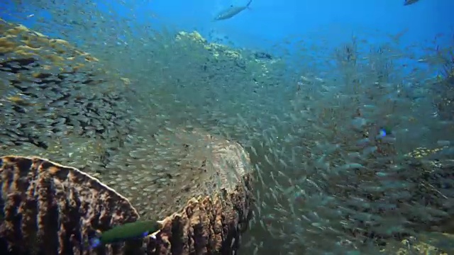 令人惊叹的玻璃鱼又名侏儒清洁工(Parapriacanthus ransonneti)正在被月亮濑鱼(Thalassoma lunar)捕猎。泰国甲米安达曼海哈岛珊瑚礁脆弱的生态系统海洋环境。视频素材