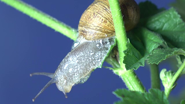 蜗牛在植物树枝上行走的微距超高清视频视频素材