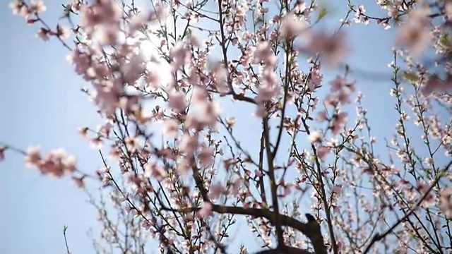 近距离视频上的樱花树视频素材