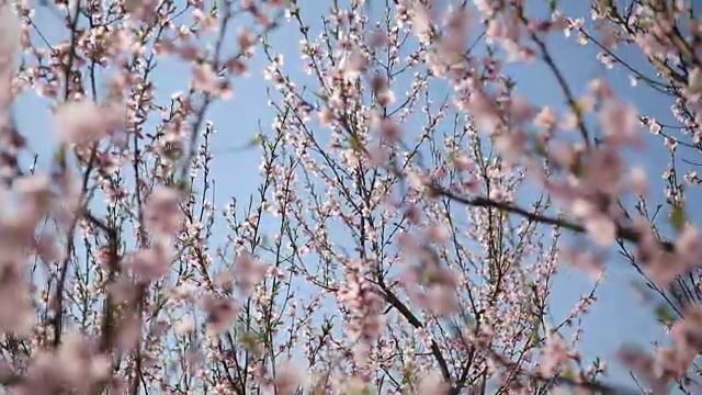 近距离视频上的樱花树视频素材