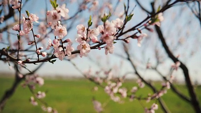 近距离视频上的樱花树视频素材