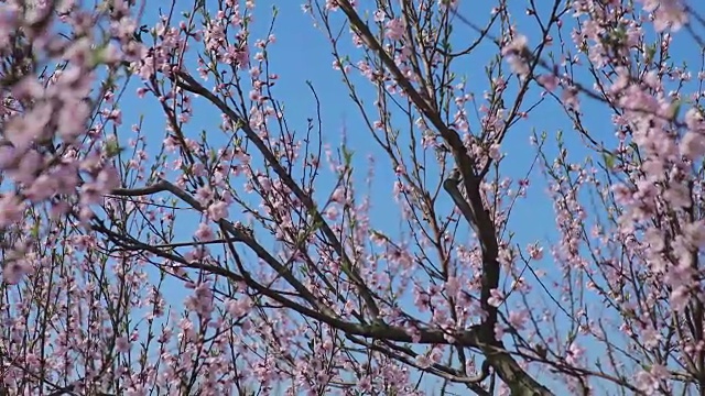 近距离视频上的樱花树视频素材