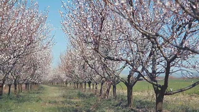 近距离视频上的樱花树视频素材