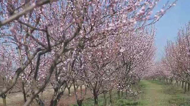 近距离视频上的樱花树视频素材