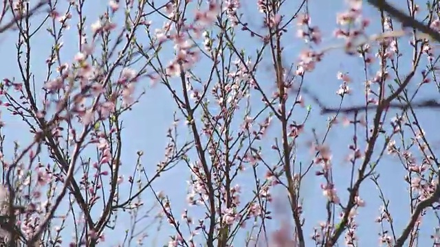 近距离视频上的樱花树视频素材