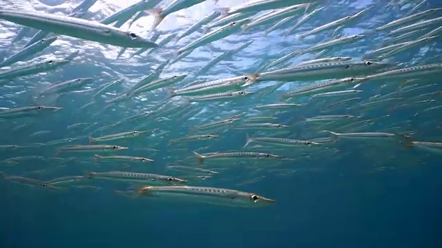 泰国甲米安达曼海科哈群岛珊瑚礁泻湖生态系统海洋环境中的黄尾梭鱼。视频素材