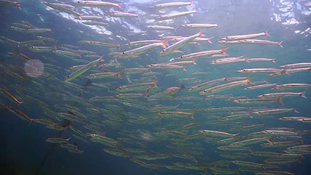 泰国甲米安达曼海科哈群岛珊瑚礁泻湖生态系统海洋环境中的黄尾梭鱼。视频素材