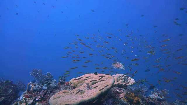 在脆弱的珊瑚礁生态系统海洋环境中，被石斑鱼捕猎的清洁濑鱼浅滩。地点是泰国甲米安达曼海欣登潜水场。视频素材