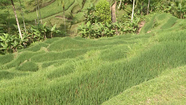 印度尼西亚巴厘岛的稻田视频素材