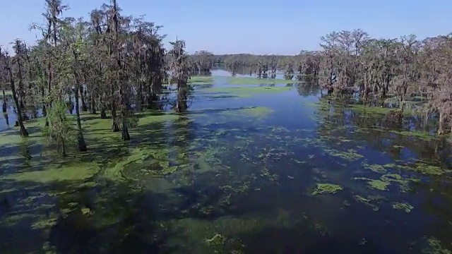 飞行在沼泽中-无人机空中4K大沼泽地，沼泽河口与野生动物鳄鱼筑巢朱鹭，蛇眼镜蛇，鸬鹚，白鹭，鹭，蓝鹭，鹰，鹰，柏树4K运输视频素材