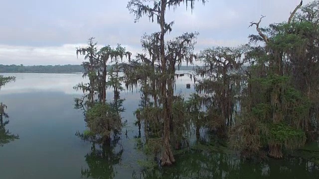 在沼泽中升起的柏树-无人机空中4K沼泽地，沼泽河口与野生动物鳄鱼筑巢朱鹭，蛇眼镜蛇，鸬鹚，白鹭，鹭，蓝鹭，鹰，鹰，柏树4K运输视频素材