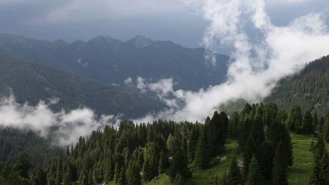 意大利Fiemme山谷，云杉林景观视频素材