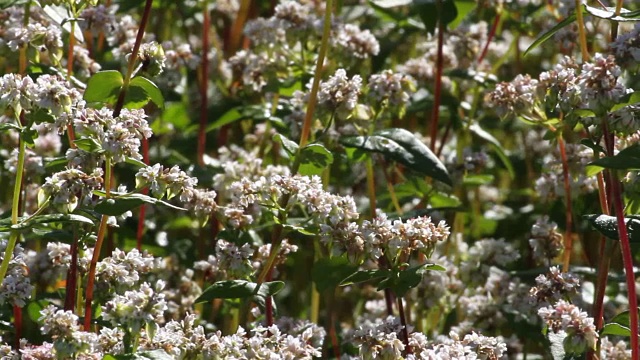 意大利Fiemme谷种植荞麦(Fagopyrum esculentum)视频素材