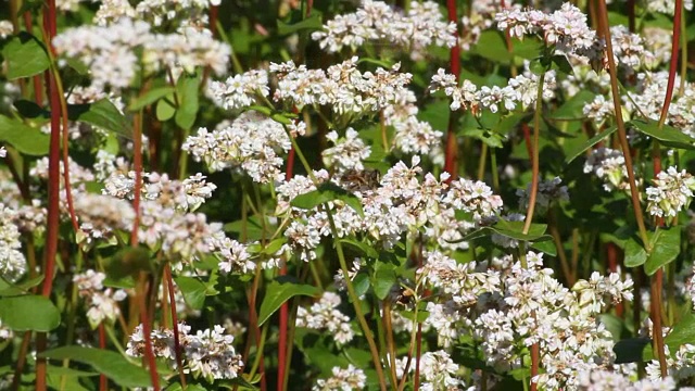 意大利Fiemme谷种植荞麦(Fagopyrum esculentum)视频素材