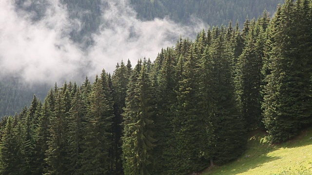 意大利Fiemme山谷，云杉林景观视频素材