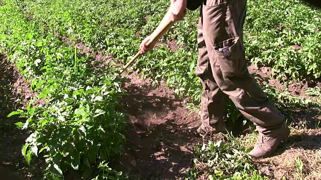 意大利，菲米山谷，农民在田间劳作视频下载