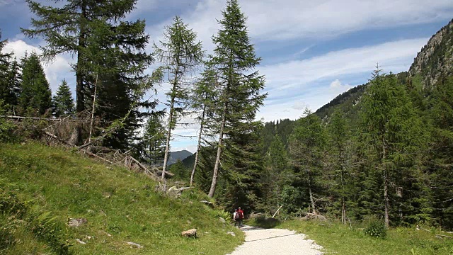 意大利的Fiemme山谷，云杉森林和肮脏的道路视频下载