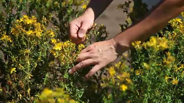 意大利贯叶连翘(Hypericum perforatum)视频素材