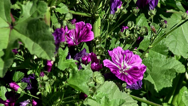 意大利，Fiemme山谷，淡紫色(Malva sylvestris)视频下载