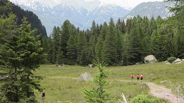 意大利的Fiemme山谷，云杉森林与徒步旅行者视频素材