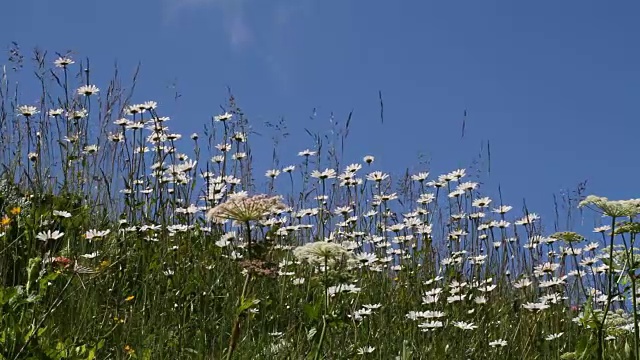 意大利，Fiemme山谷，雏菊田视频素材