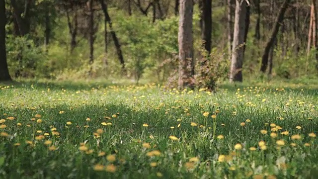 草地上的蒲公英视频素材