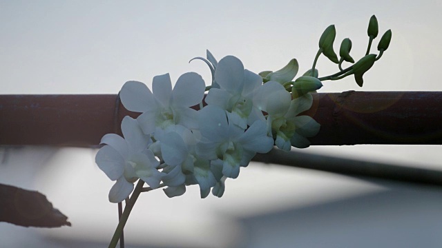 花园里的白色兰花视频素材