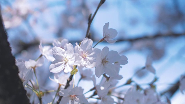 日本樱花视频素材