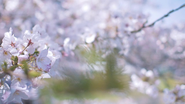 日本樱花视频素材