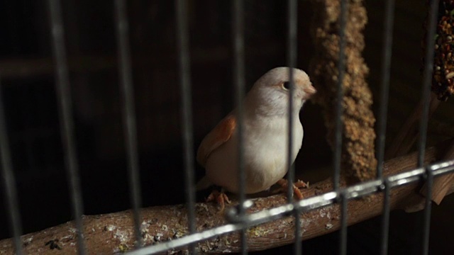 笼子里的宠物鸟，慢镜头视频素材