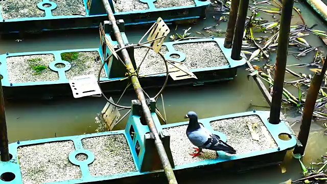 鸽子视频下载